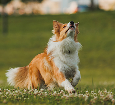 Foto de un collie corriendo en medio de un campo con flores y pasto.