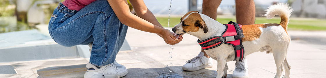 Foto de una persona dándole agua fresca a su perro bajo la sombra en medio de un paseo por el parque.