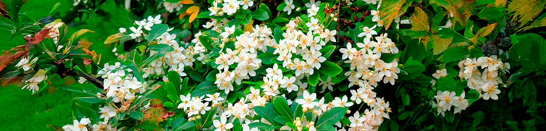Foto de decenas de flores de azahar creciendo al aire libre en la naturaleza.