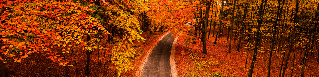 Foto de un bosque muy arbolado, con un camino en el medio, lleno de hojas otoñales caídas